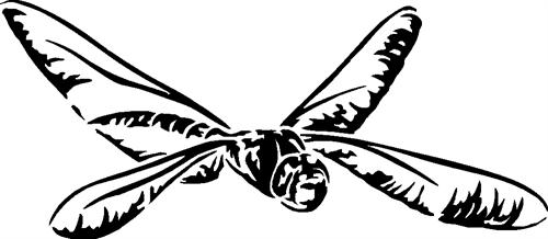 dragonfly05