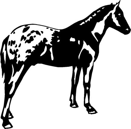 horse16