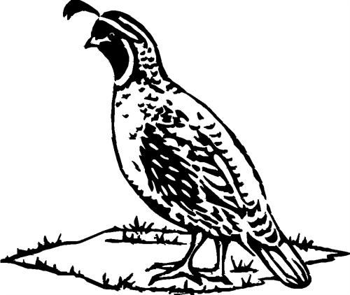 quail02