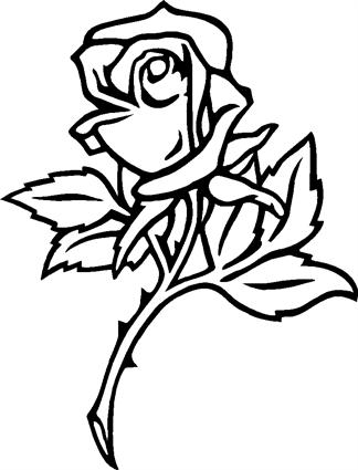 belcrest-rose