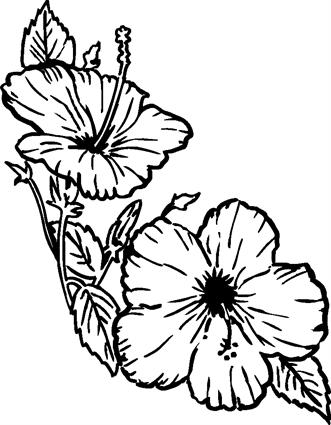 hibiscus01
