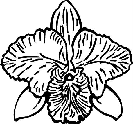 orchid01