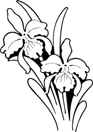 orchids09