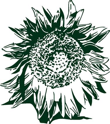 sunflower10