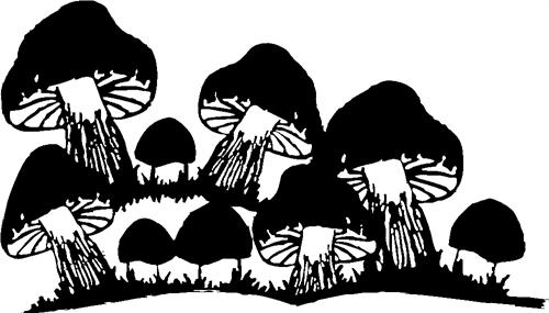 mushrooms06