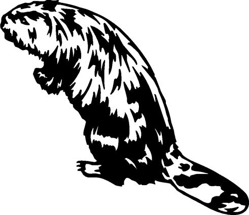 beaver02