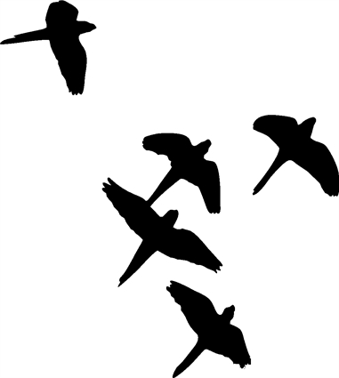 birds-silhouette