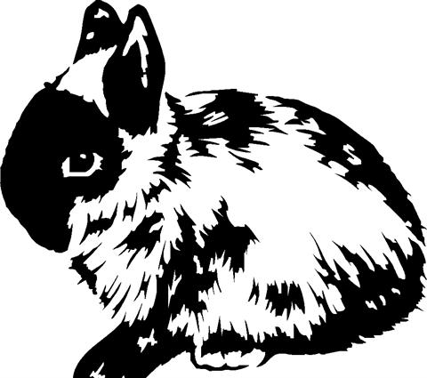 bunny02