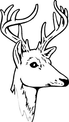 deer05