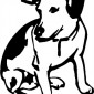 jack-russell01