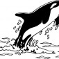 orca01