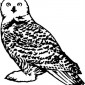 owl12