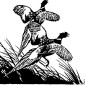 pheasants-fleeing-bush