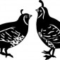 quails02