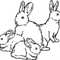 rabbits03