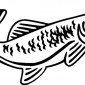salmon29