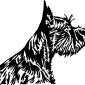 scottish-terrier01