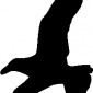 seagull10