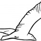 seagull13