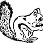 squirrel01
