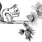 squirrel02-on-branch