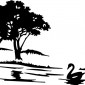 swan-on-lake
