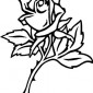 belcrest-rose