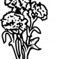 carnations01