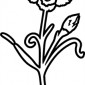 carnations07