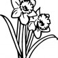 daffodils15