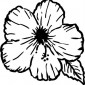 hibiscus02