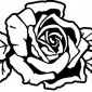 rose25