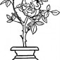 roses-in-vase07
