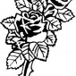 roses148