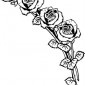 roses24