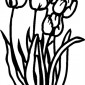 tulips02