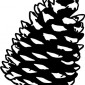 pine-cone08