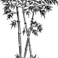 bamboo01