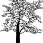 dogwood-tree