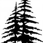 pine-trees-001
