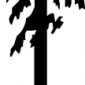 redwood-sequioa02