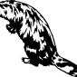 beaver02