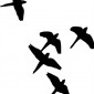 birds-silhouette