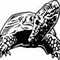 box-turtle