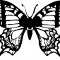 butterfly06