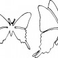 butterfly07