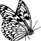 butterfly20