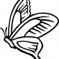 butterfly24