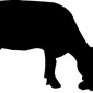 cow03-with-calf