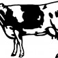 cow08